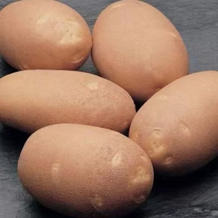 Сорт Маккэн 1 — специализированный сорт для фри